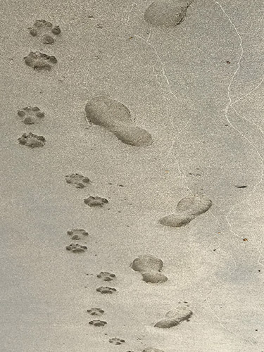 thumbnail_Footprints