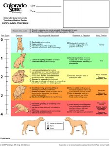 Canine Acute Pain Scale from Colorado State University Veterinary Medical Centre 
