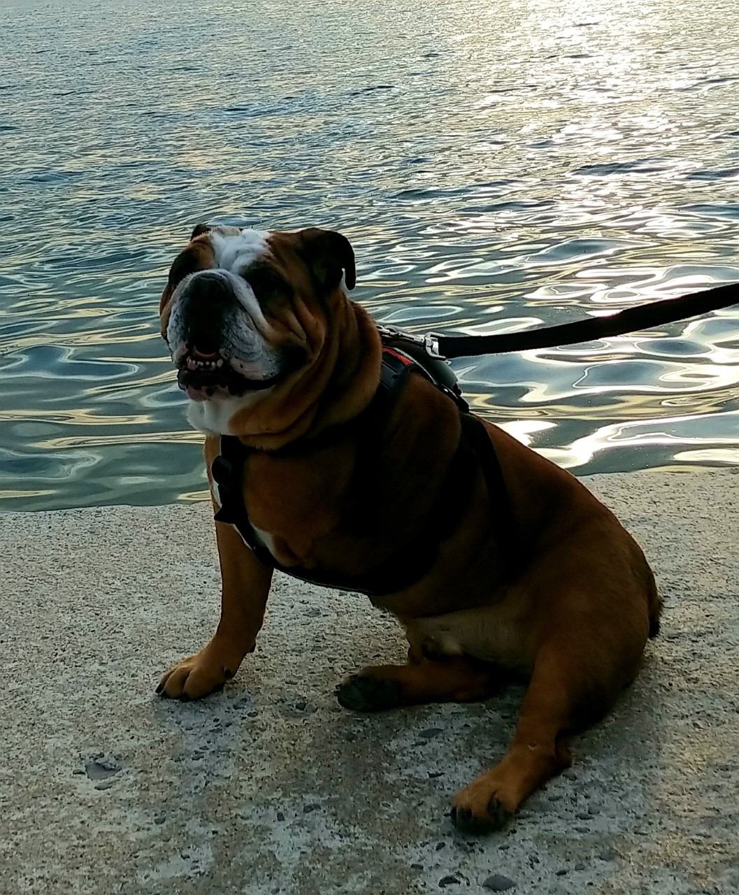 bender-bulldog-01