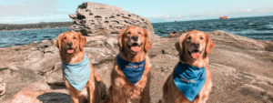 Calgary Walk For Canine Cancer 2022 Total