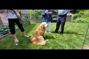 Splash the Golden Retriever sitting on the grass