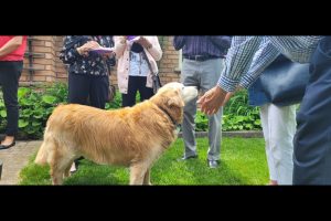 Splash the Golden Retriever with visitors