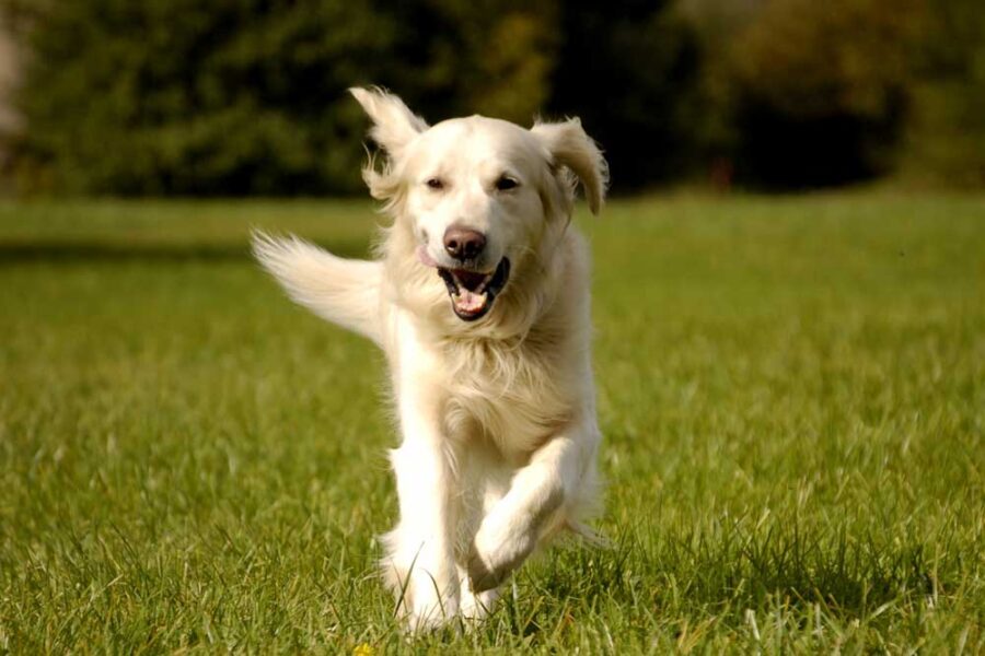 Adding Spices to Your Dog’s Diet