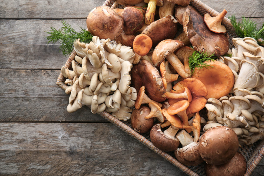 7 Mushrooms You Can Share With Your Dog