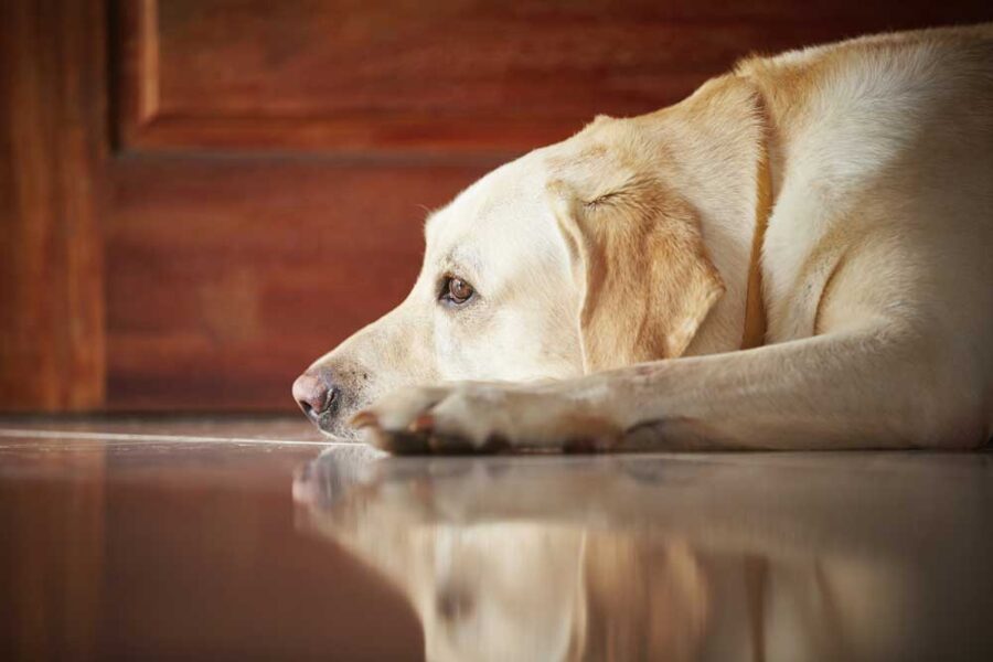 Adding Spices to Your Dog’s Diet