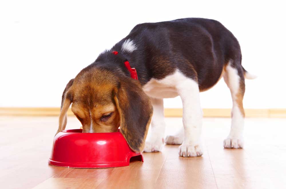 Adding Spices to Your Dog’s Diet