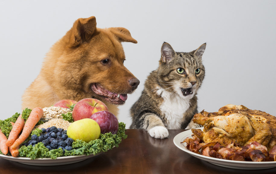 Adding Spices to Your Dog’s Diet
