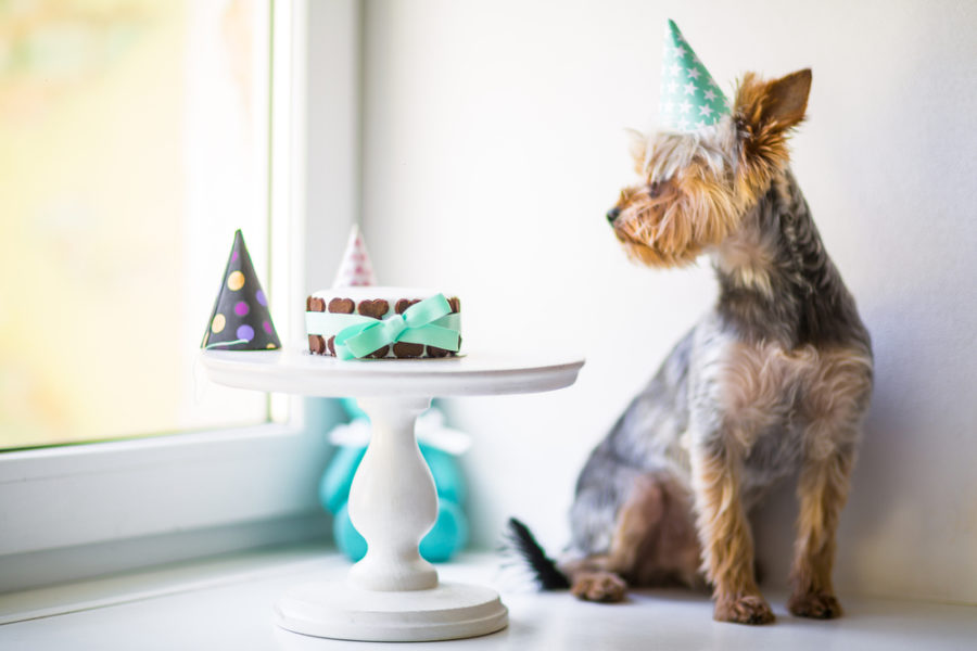 Adding Spices to Your Dog’s Diet