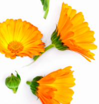 Calendula