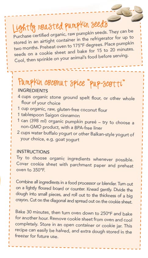 Pumpkin Coconut Spice "pup-scotti"