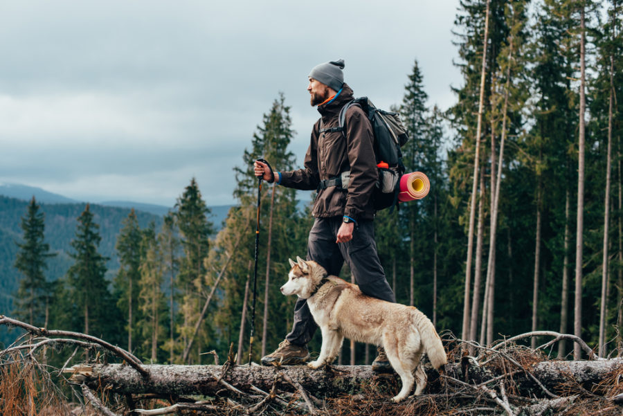 Adding Spices to Your Dog’s Diet