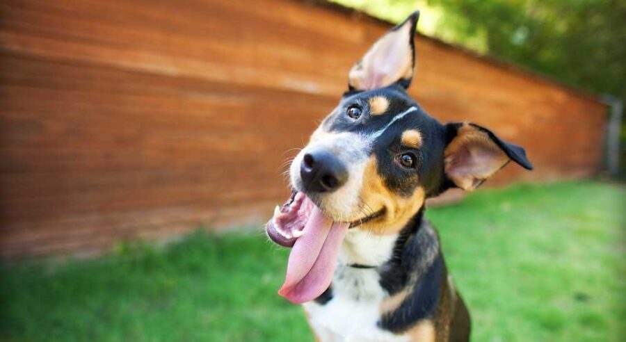 Adding Spices to Your Dog’s Diet