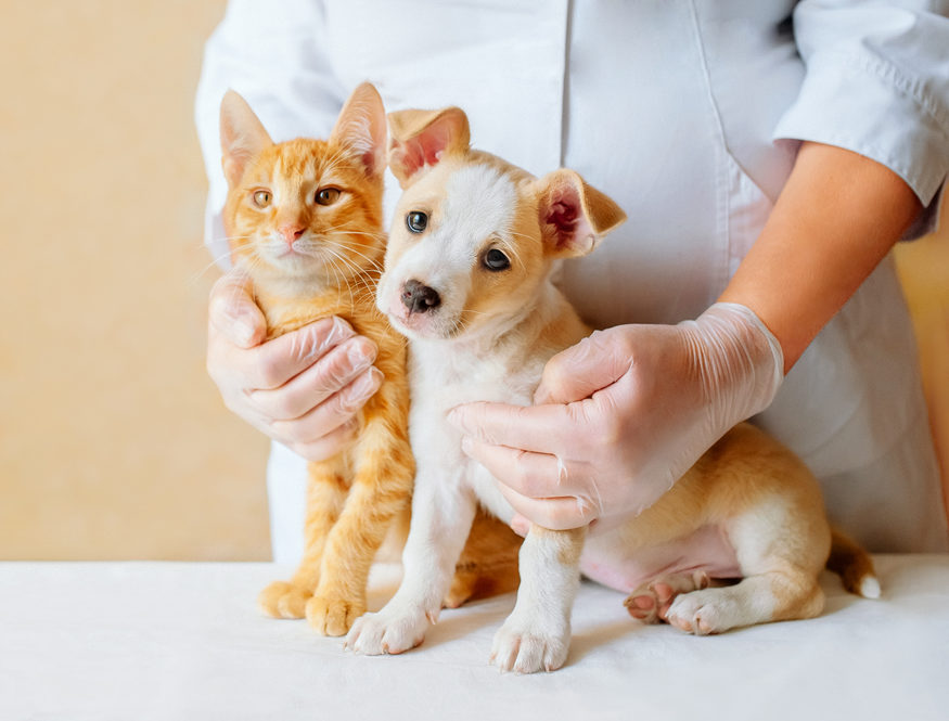 Foods That Support Your Dog or Cat’s Kidneys