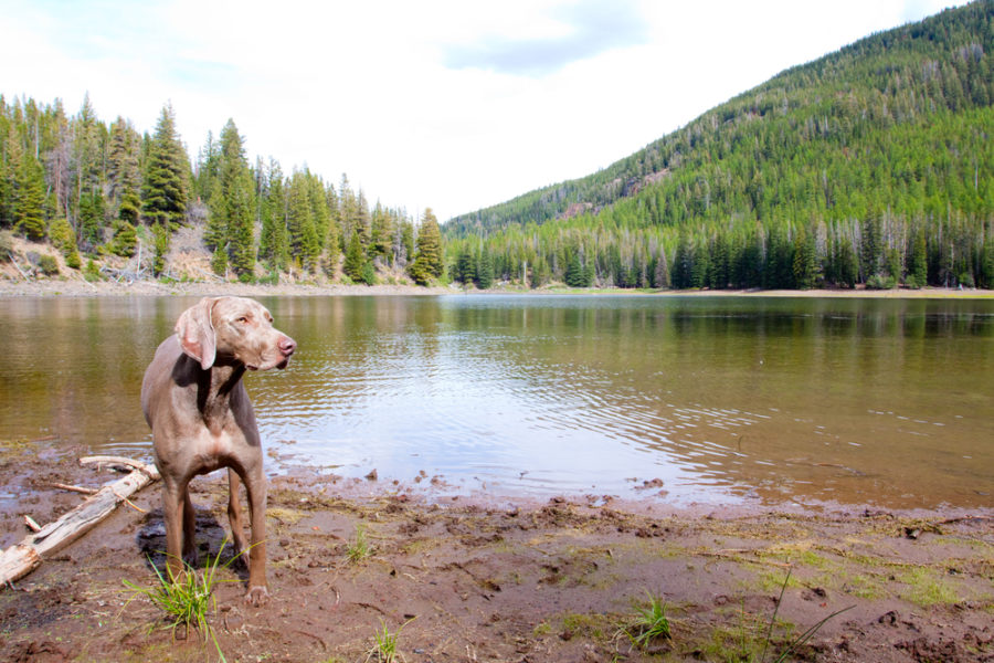 Adding Spices to Your Dog’s Diet