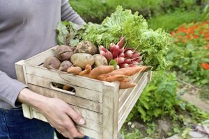 How to Grow an Animal-Friendly Vegetable Garden