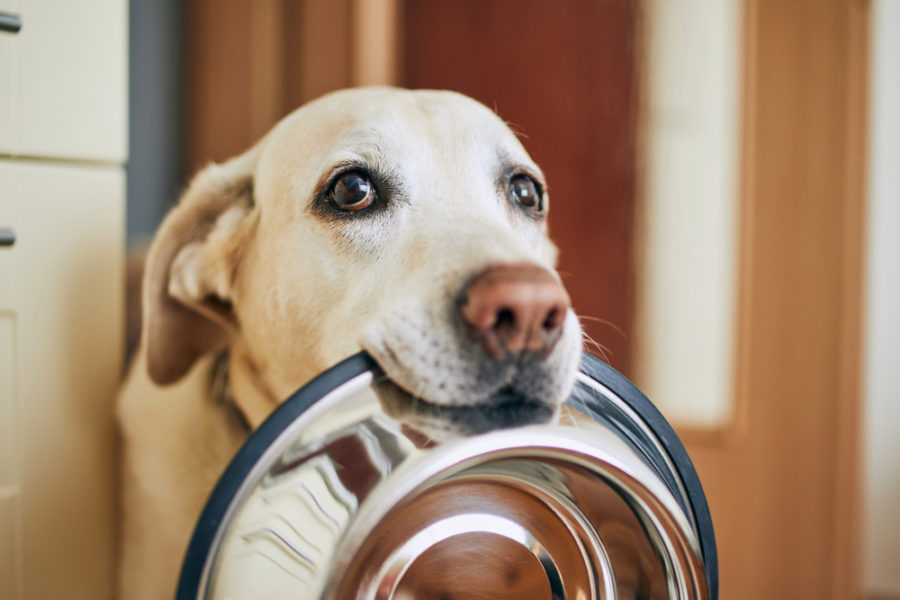 Novel Proteins for Your Dog or Cat