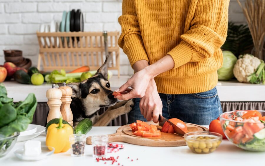 Pet Treats That Support Her Health