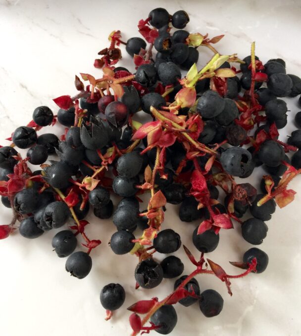 salal berries
