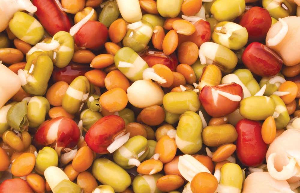 Adding Spices to Your Dog’s Diet