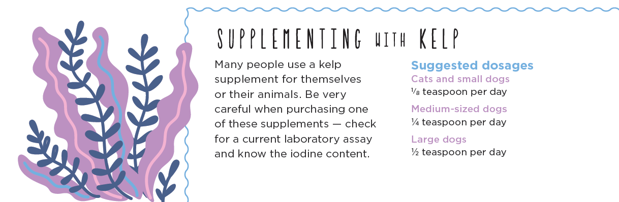 supplementing with kelp