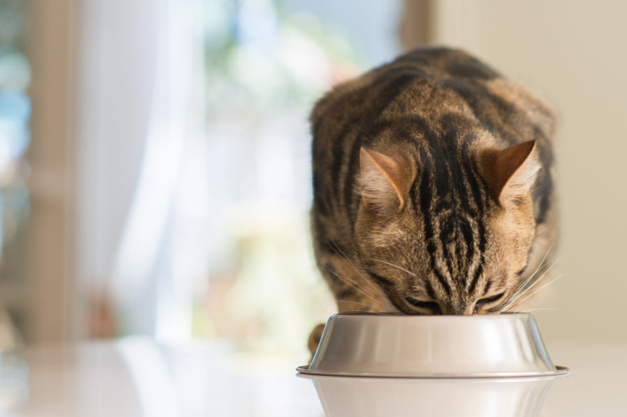Taurine Toppers for Cats and Dogs