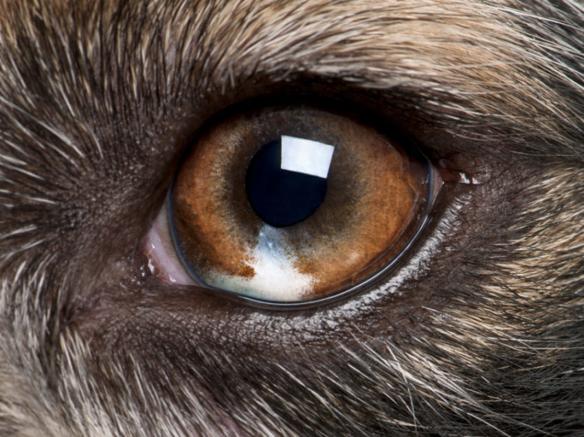 Adding Spices to Your Dog’s Diet