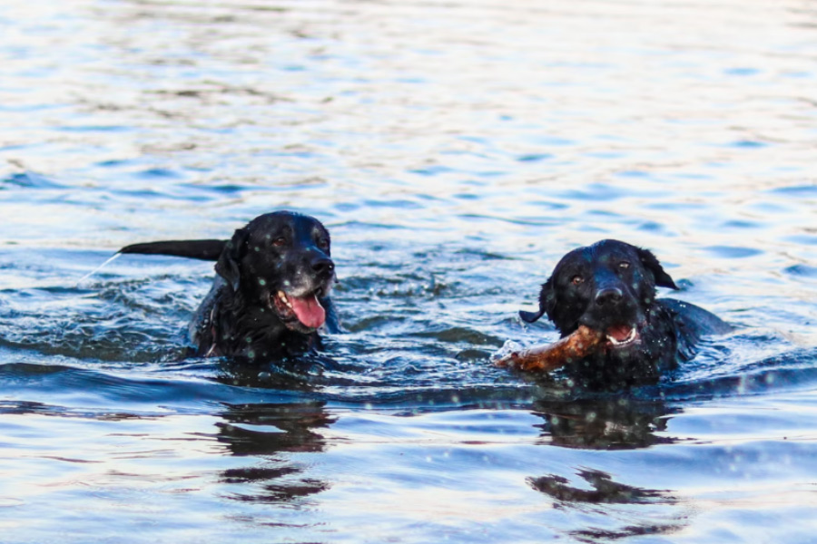 What to Do About Your Dogs Hot Spots