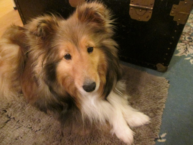 Joey